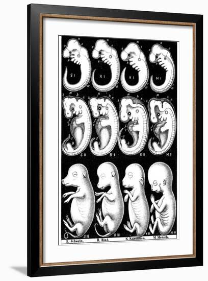 Haeckel's Comparision of Embryos of Pig, Cow, Rabbit and Man-Ernst Heinrich Philipp August Haeckel-Framed Giclee Print