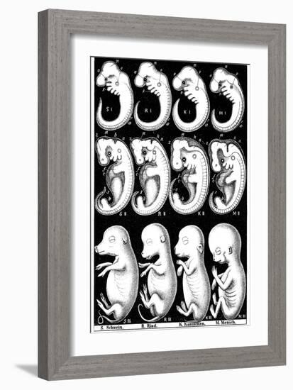 Haeckel's Comparision of Embryos of Pig, Cow, Rabbit and Man-Ernst Heinrich Philipp August Haeckel-Framed Giclee Print