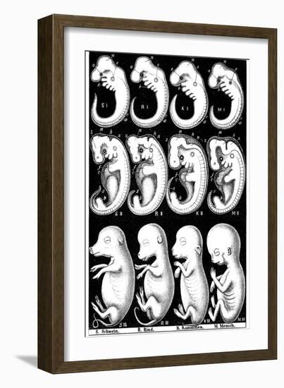 Haeckel's Comparision of Embryos of Pig, Cow, Rabbit and Man-Ernst Heinrich Philipp August Haeckel-Framed Giclee Print