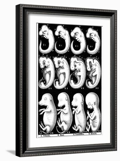 Haeckel's Comparision of Embryos of Pig, Cow, Rabbit and Man-Ernst Heinrich Philipp August Haeckel-Framed Giclee Print