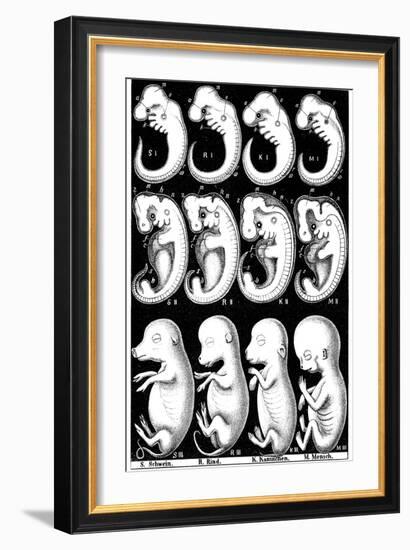 Haeckel's Comparision of Embryos of Pig, Cow, Rabbit and Man-Ernst Heinrich Philipp August Haeckel-Framed Giclee Print