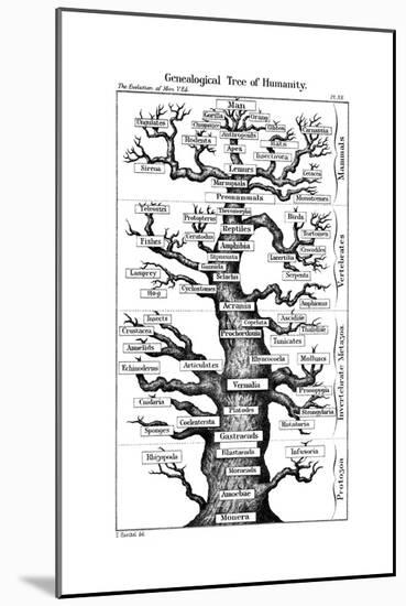 Haeckel's Scheme of Evolution Displayed in the Form of a Tree, 1910-Ernst Heinrich Philipp August Haeckel-Mounted Giclee Print