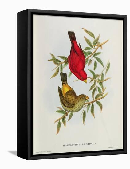 Haematospiza Sipahi, Illustration from 'Birds of Asia', Vol. I, Parts I-Vi,By John Gould, 1850-54-John Gould-Framed Premier Image Canvas