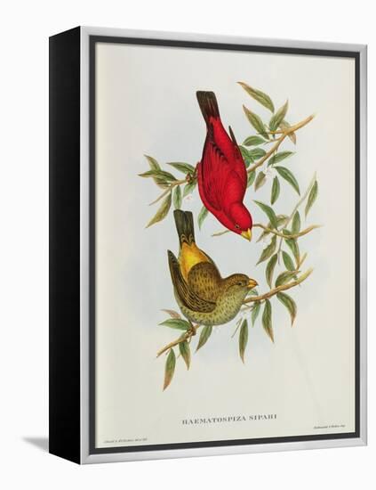 Haematospiza Sipahi, Illustration from 'Birds of Asia', Vol. I, Parts I-Vi,By John Gould, 1850-54-John Gould-Framed Premier Image Canvas