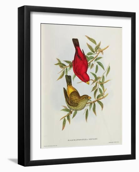 Haematospiza Sipahi, Illustration from 'Birds of Asia', Vol. I, Parts I-Vi,By John Gould, 1850-54-John Gould-Framed Giclee Print