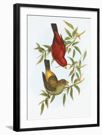 Haematospiza Sipahi-Aaron Ashley-Framed Art Print