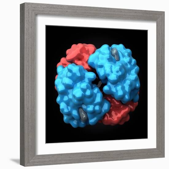 Haemoglobin Molecule, Artwork-Visual Science-Framed Premium Photographic Print