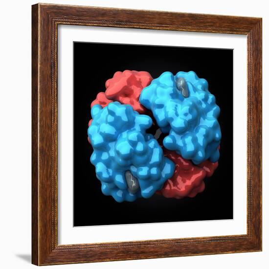 Haemoglobin Molecule, Artwork-Visual Science-Framed Premium Photographic Print