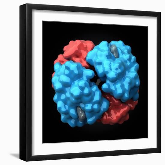 Haemoglobin Molecule, Artwork-Visual Science-Framed Premium Photographic Print