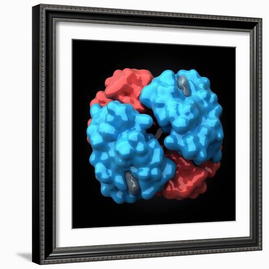 Haemoglobin Molecule, Artwork-Visual Science-Framed Premium Photographic Print