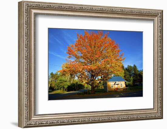Haida Gwaii, British Columbia. a Massive Oak Tree in Port Clements Dwarfs a Small House-Richard Wright-Framed Photographic Print