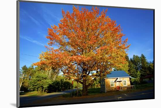 Haida Gwaii, British Columbia. a Massive Oak Tree in Port Clements Dwarfs a Small House-Richard Wright-Mounted Photographic Print