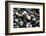 Haida Gwaii Islands, British Columbia. Agates are Found on Many of the Beaches on Graham Island-Richard Wright-Framed Photographic Print