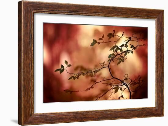 Haiku-Ursula Abresch-Framed Photographic Print