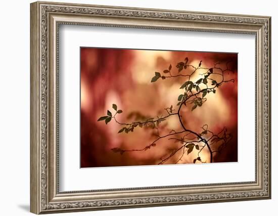 Haiku-Ursula Abresch-Framed Photographic Print