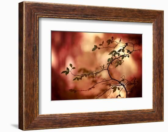 Haiku-Ursula Abresch-Framed Photographic Print