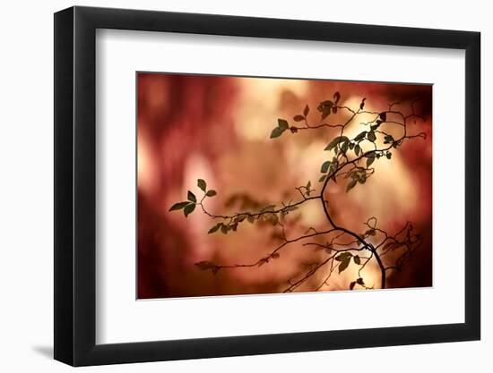 Haiku-Ursula Abresch-Framed Photographic Print