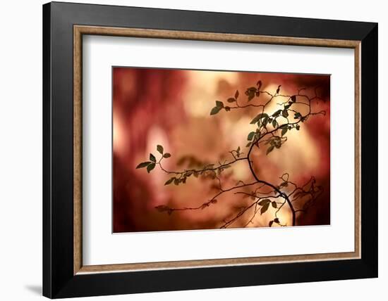 Haiku-Ursula Abresch-Framed Photographic Print