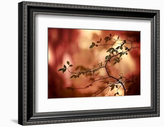 Haiku-Ursula Abresch-Framed Photographic Print