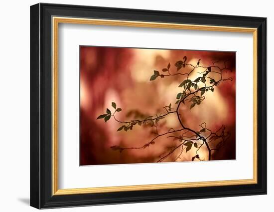 Haiku-Ursula Abresch-Framed Photographic Print