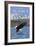 Haines, Alaska, Eagle Fishing-Lantern Press-Framed Art Print