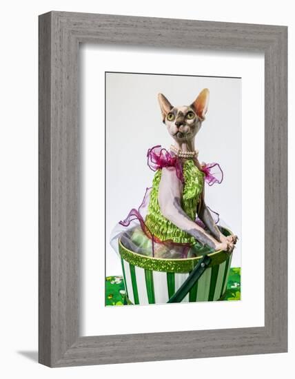 Hairless sphinx cat wearing pearls poses for a portrait-James White-Framed Photographic Print