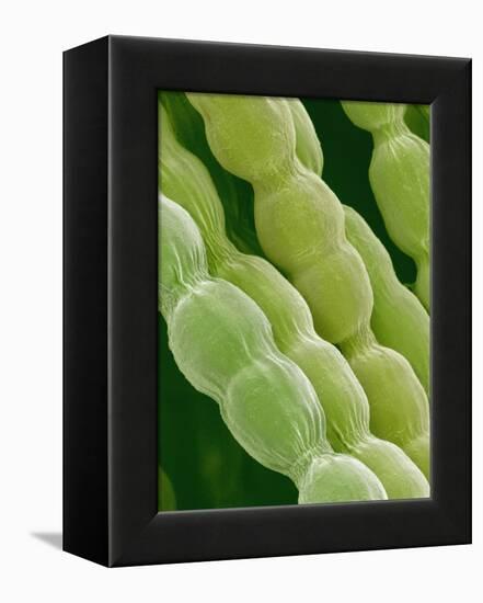 Hairs on Petal of a Periwinkle-Micro Discovery-Framed Premier Image Canvas