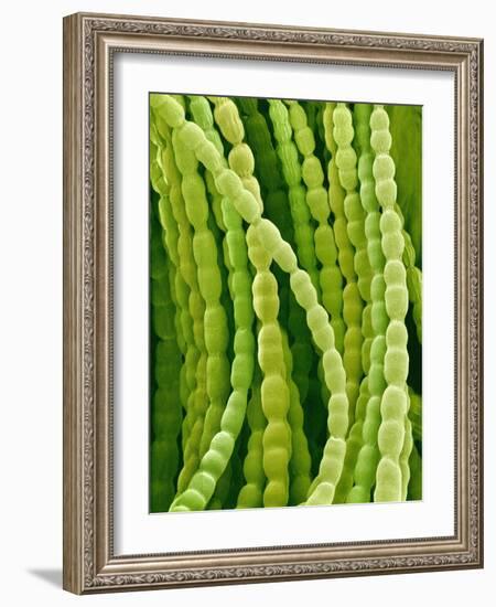 Hairs on Petal of a Periwinkle-Micro Discovery-Framed Photographic Print