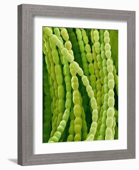 Hairs on Petal of a Periwinkle-Micro Discovery-Framed Photographic Print