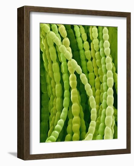 Hairs on Petal of a Periwinkle-Micro Discovery-Framed Photographic Print