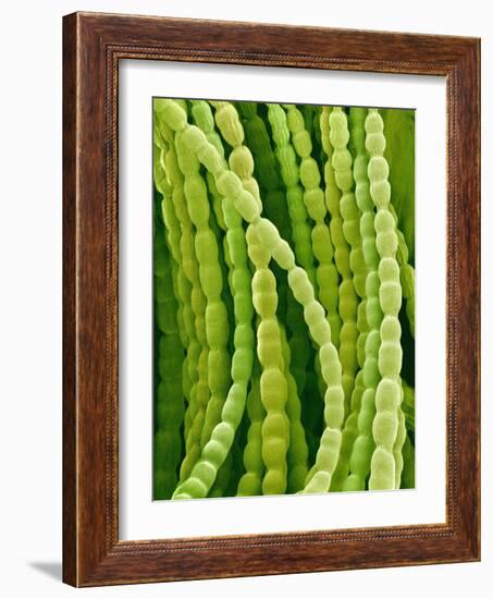 Hairs on Petal of a Periwinkle-Micro Discovery-Framed Photographic Print