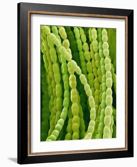 Hairs on Petal of a Periwinkle-Micro Discovery-Framed Photographic Print