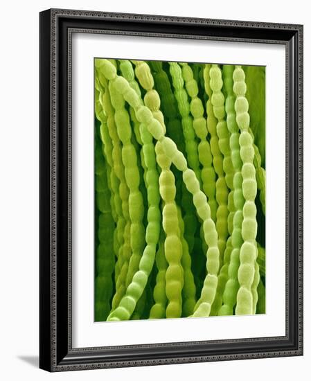 Hairs on Petal of a Periwinkle-Micro Discovery-Framed Photographic Print