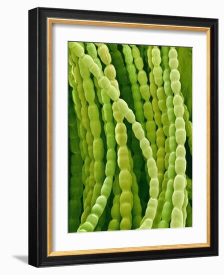 Hairs on Petal of a Periwinkle-Micro Discovery-Framed Photographic Print