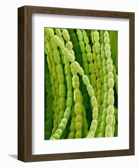 Hairs on Petal of a Periwinkle-Micro Discovery-Framed Photographic Print