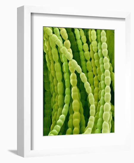 Hairs on Petal of a Periwinkle-Micro Discovery-Framed Photographic Print