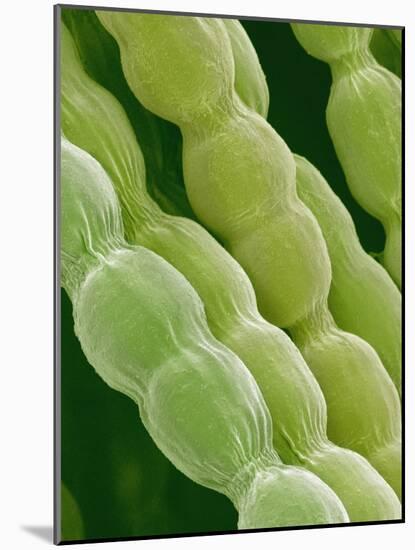Hairs on Petal of a Periwinkle-Micro Discovery-Mounted Photographic Print