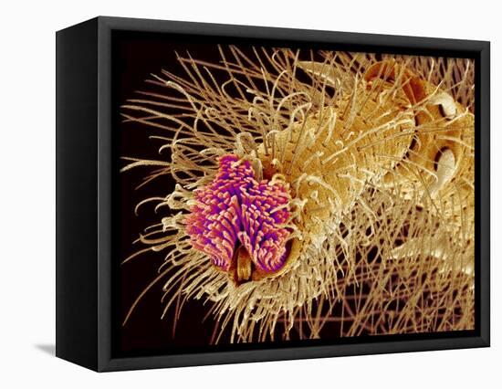 Hairs on the tip of the leg of a spider-Micro Discovery-Framed Premier Image Canvas