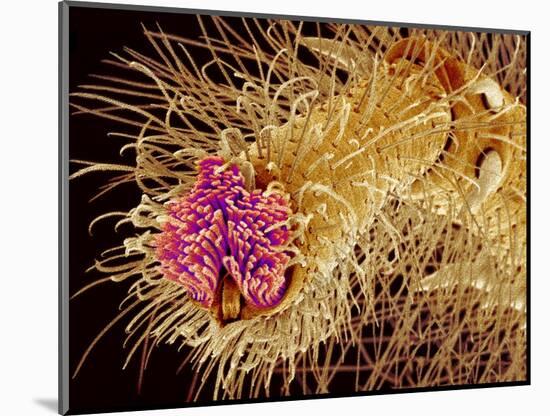 Hairs on the tip of the leg of a spider-Micro Discovery-Mounted Photographic Print