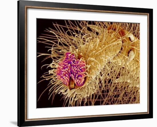 Hairs on the tip of the leg of a spider-Micro Discovery-Framed Photographic Print