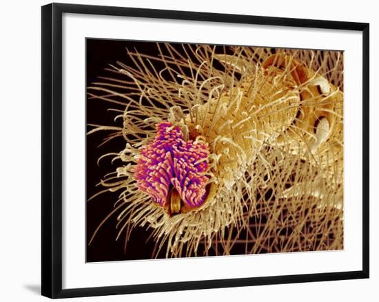 Hairs on the tip of the leg of a spider-Micro Discovery-Framed Photographic Print