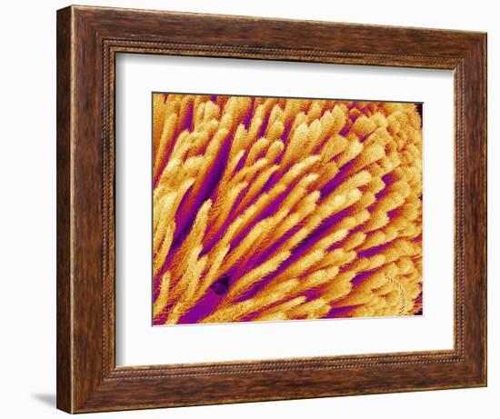Hairs on the tip of the leg of a spider-Micro Discovery-Framed Photographic Print