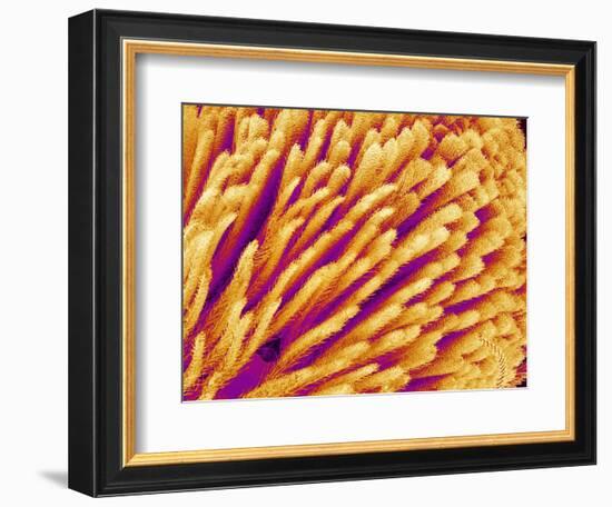 Hairs on the tip of the leg of a spider-Micro Discovery-Framed Photographic Print