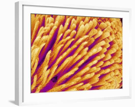 Hairs on the tip of the leg of a spider-Micro Discovery-Framed Photographic Print