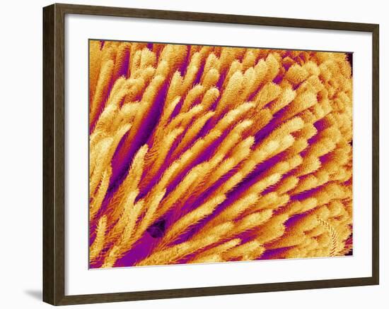 Hairs on the tip of the leg of a spider-Micro Discovery-Framed Photographic Print