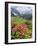 Hairy Alpenrose in the Karwendel Mountains, Austria-Martin Zwick-Framed Photographic Print