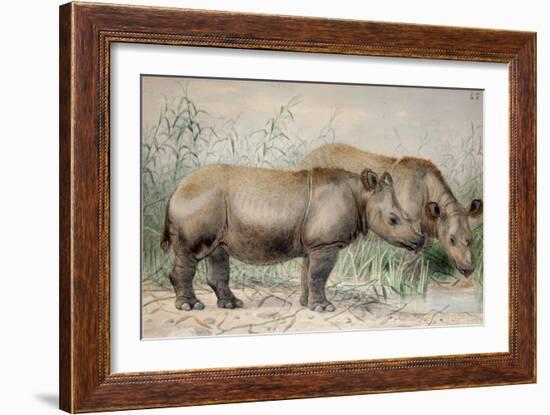 Hairy Eared Rhinoceros-Joseph Wolf-Framed Giclee Print