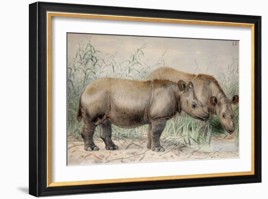Hairy Eared Rhinoceros-Joseph Wolf-Framed Giclee Print