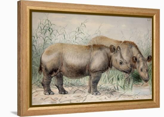Hairy Eared Rhinoceros-Joseph Wolf-Framed Premier Image Canvas