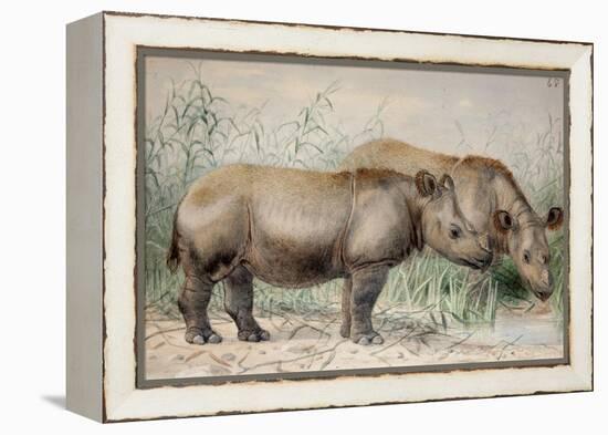 Hairy Eared Rhinoceros-Joseph Wolf-Framed Premier Image Canvas